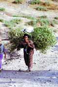 So this is the way how to carry a tree. Lalibela. North,  Ethiopia.