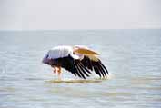 Pelican at Tana lake. North,  Ethiopia.