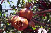 Pomegranate. Iran.