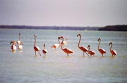 Pink Flamingo (Phoenicopterus ruber), Celestun. Mexico.