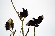Vultures, Tikal. Guatemala.