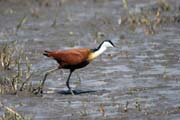 African jacana (Actophilornis africanuss), Ziway lake. South, Ethiopia.