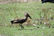 Hamerkop (Scopus umbretta), Ziway lake. South, Ethiopia.