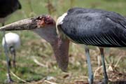 Marabou stork (Leptoptilos crumeniferus), Ziway lake. South,  Ethiopia.