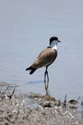 Spur-winged Lapwing (Vanellus spinosus), Ziway lake. South, Ethiopia.