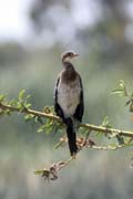 Bird, Ziway lake. South, Ethiopia.