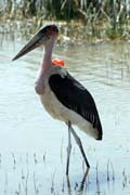 Marabou stork (Leptoptilos crumeniferus), Ziway lake. South, Ethiopia.