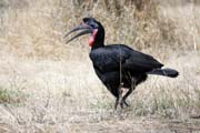 Ground Hornbill (Bucorvus ladbeateri), Ziway lake. South,  Ethiopia.