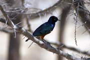 Greater Blue-eared Starling (Lamprotornis chalybaeus), Abiata lake. South, Ethiopia.