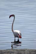 Greater Flamingo (Phoenicopterus ruber), Shala lake. South, Ethiopia.