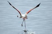 Greater Flamingo (Phoenicopterus ruber), Shala lake. South, Ethiopia.