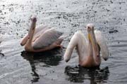 Pink-backed Pelican (Pelecanus rufescens), Shala lake. South,  Ethiopia.