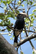 Silvery-cheeked Hornbill (Ceratogymna brevis), Awasa lake. Ethiopia.