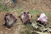Meat sellers on the way to Yabelo. Ethiopia.