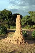 Termits on the way to Yabelo. Ethiopia.