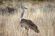 Kori Bustard (Ardeotis kori). South,  Ethiopia.