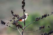 White-headed Buffalo-Weaver (Dinemellia dinemelli). South,  Ethiopia.