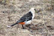 White-headed Buffalo-Weaver (Dinemellia dinemelli). South,  Ethiopia.