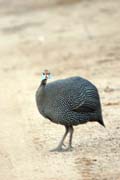 Helmeted Guineafowl (Numida meleagris). South,  Ethiopia.