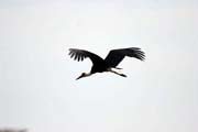Woolly-necked Stork (Ciconia episcopus), Murlle. South,  Ethiopia.