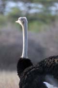 Ostrich, Murlle. South,  Ethiopia.