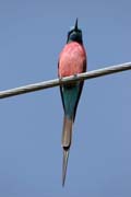 Carmine Bee-eater (Merops nubicus). South,  Ethiopia.