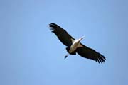 Marabou stork (Leptoptilos crumeniferus). South,  Ethiopia.