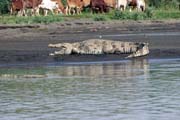 Crocodile, Arba Minch. South,  Ethiopia.