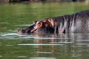 Hippo, Arba Minch. South,  Ethiopia.