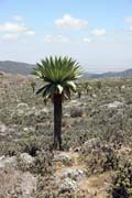 Bale Mountain National Park. South, Ethiopia.