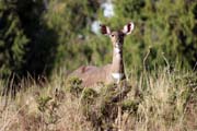 Mountain nyala. Bale Mountain National Park. South,  Ethiopia.
