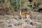 Bohor reedbuck. Bale Mountain National Park. South,  Ethiopia.
