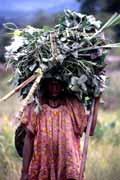 Woman returning from field. Papua, Indonesia.