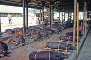 Main weekly market at Rantepao, Tana Toraja area. Sulawesi, Indonesia.