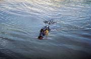 Crocodile at Yellow Water river. Kakadu national park. Australia.