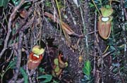 Meat eating flowers at jungle around Mt. Kinabalu. Malaysia.