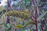 Flower at Bako national park. Malaysia.