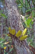 Parasite on the tree. Bako national park. Sarawak,  Malaysia.