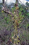 Parasite on the tree. Bako national park. Malaysia.