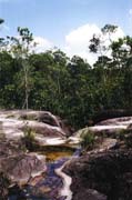 Bako national park. Malaysia.