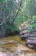 Bako national park. Malaysia.