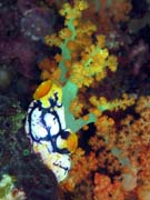 Polycarpa aurata and corals. Diving around Bangka island, Sahaung dive site. Sulawesi, Indonesia.