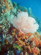 Diving around Bangka island, Sahaung dive site. Sulawesi, Indonesia.