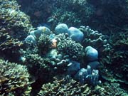 Diving around Bunaken island, Timur dive site. Sulawesi,  Indonesia.