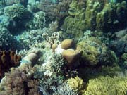Diving around Bunaken island, Timur dive site. Sulawesi, Indonesia.