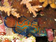 Mandarinfish (Synchiropus splendidus). Diving around Bunaken island, Muka Kampung dive site. Sulawesi, Indonesia.