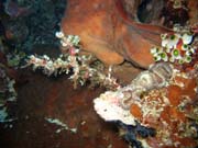 Diving around Bunaken island, Muka Kampung dive site. Sulawesi, Indonesia.