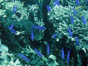 Diving around Bunaken island, Fukui dive site. Sulawesi,  Indonesia.
