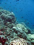 Diving around Bunaken island, Fukui dive site. Sulawesi, Indonesia.