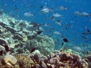 Diving around Bunaken island, Fukui dive site. Sulawesi,  Indonesia.